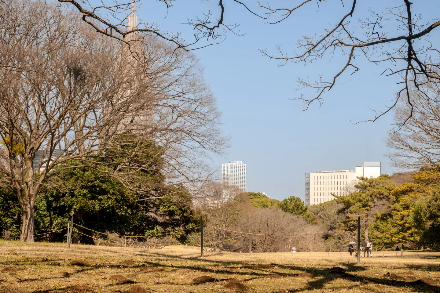 Yoyogi Park Open Field