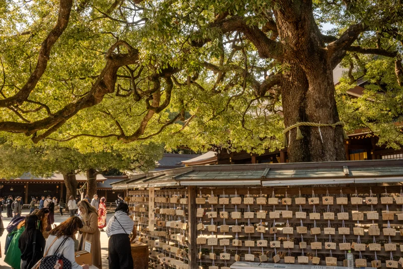 Ema Plaque Wall underneath Camphor Tree